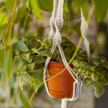 Load image into Gallery viewer, What’s Hangin’? Macrame Plant Holder